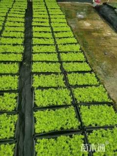 高度5厘米佛甲草