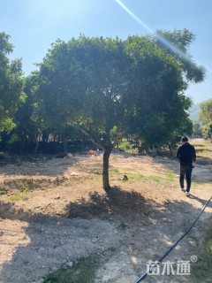 高度300厘米七里香