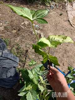 高度20厘米合果芋