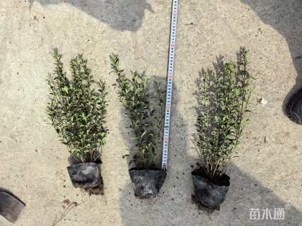 高度30厘米六月雪