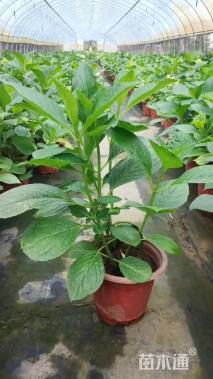 高度30厘米八仙花