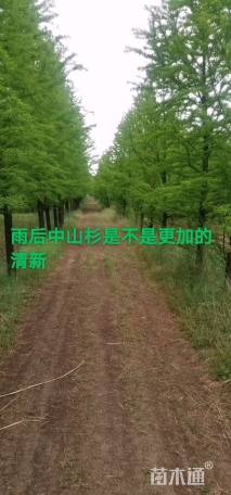5公分中山杉