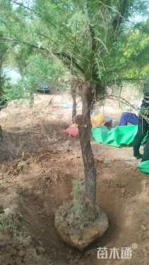 高度300厘米柽柳