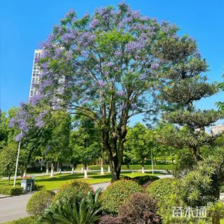 12公分蓝花楹