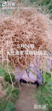 高度15厘米中叶麦冬