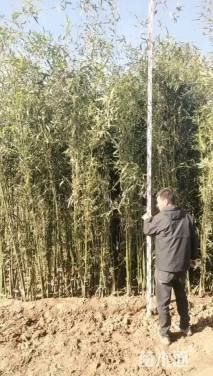 地栽苗刚竹