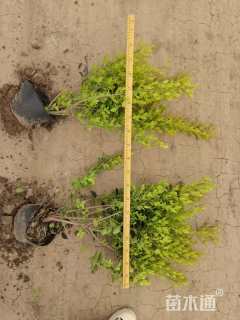 高度35厘米金叶女贞小苗