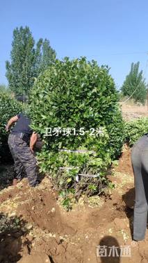 冠幅220厘米卫矛球