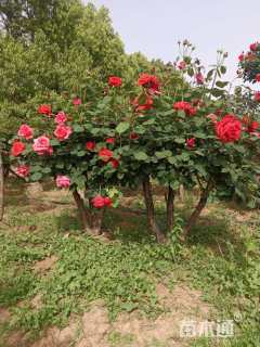 高度50厘米古桩月季