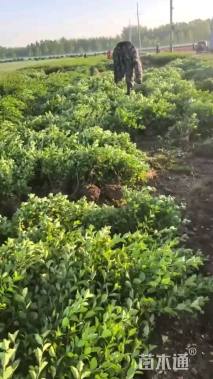 40厘米扶芳藤球