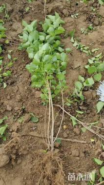 高度60厘米紫丁香小苗