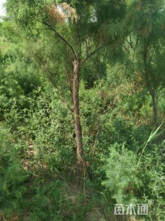 高度18厘米柽柳