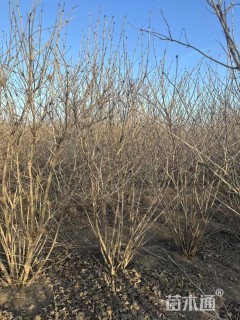 高度150厘米丛生紫丁香