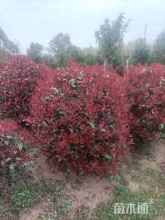 冠幅220厘米红叶石楠球