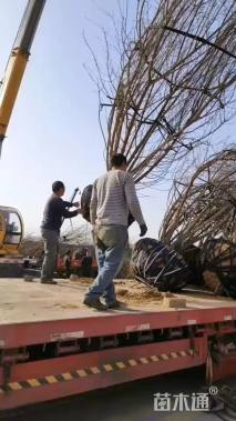 高度700厘米丛生元宝枫