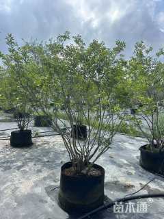1公分北美冬青