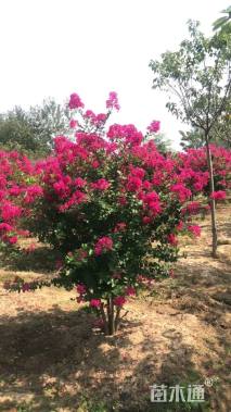 高度300厘米丛生紫薇