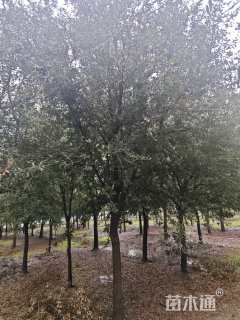 7公分弗吉尼亚栎