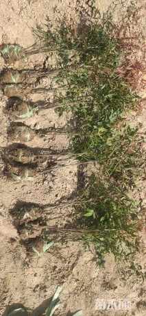 高度50厘米南天竹小苗