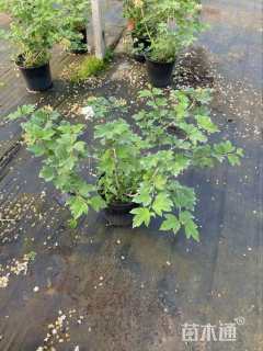 高度50厘米绣球