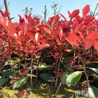 高度20厘米红叶石楠小苗