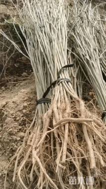 高度50厘米紫穗槐