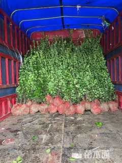 高度150厘米北海道黄杨