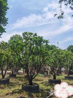 高度350厘米黄皮
