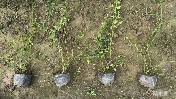 高度30厘米云南黄馨