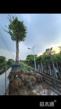 7公分小叶榕