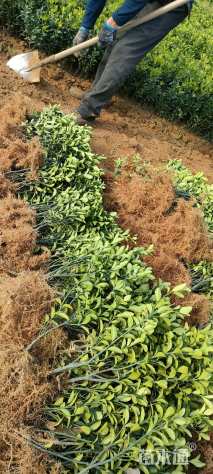 高度40厘米黄杨