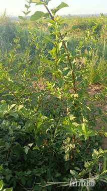 高度150厘米连翘