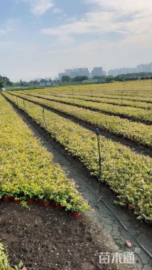 高度20厘米金叶大花六道木