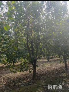 12公分山杏
