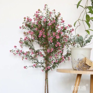 高度20厘米木槿