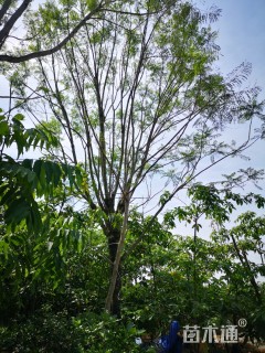 25公分蓝花楹