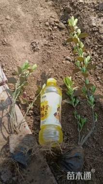 30厘米大叶扶芳藤