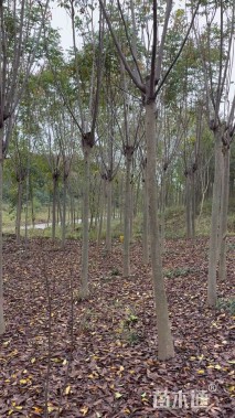 6公分黄山栾树
