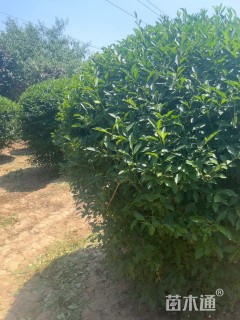 高度180厘米水蜡球