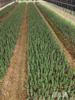 高度15厘米直立冬青