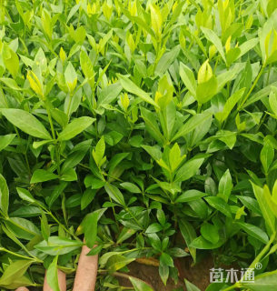 高度30厘米小叶栀子小苗