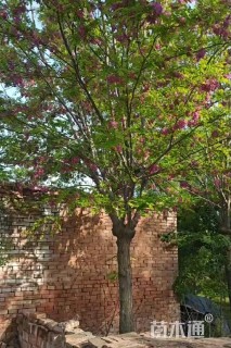 18公分香花槐