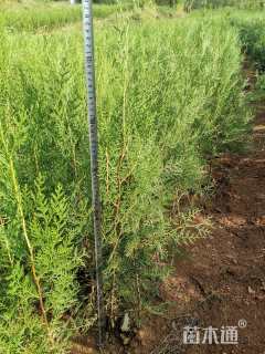 高度70厘米侧柏小苗