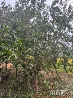 10公分红叶碧桃