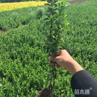 50厘米小叶扶芳藤