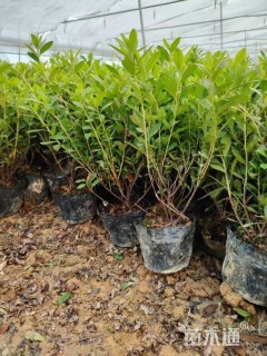 高度20厘米毛鹃