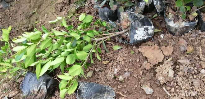 高度40厘米金森女贞