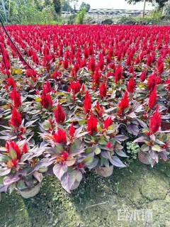 高度20厘米火炬花