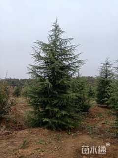 高度600厘米雪松