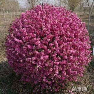 冠幅90厘米榆叶梅球